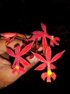 Epidendrum macrocarpum