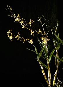 Dendrobium trilamellatum