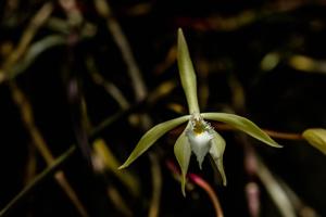 Brassavola martiana