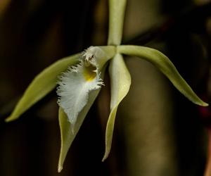 Brassavola martiana