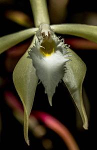 Brassavola martiana