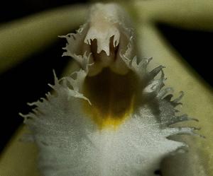 Brassavola martiana