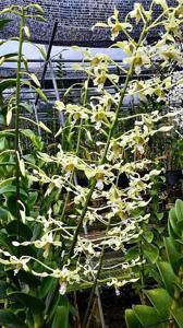 Dendrobium gouldii