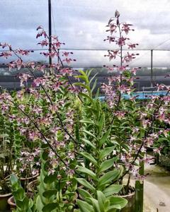 Dendrobium gouldii