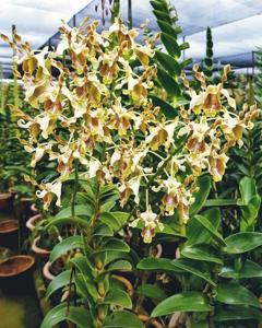 Dendrobium busuangense