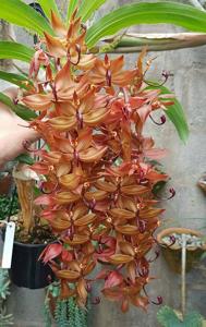 Cycnoches cooperi