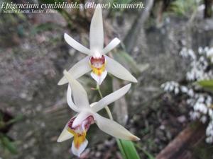 Dendrobium cymbidioides