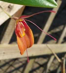 Restrepia cuprea