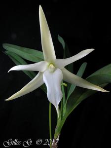 Angraecum sesquipedale