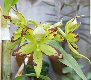 Cycnoches egertonianum