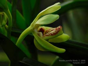 Vanda flavobrunnea