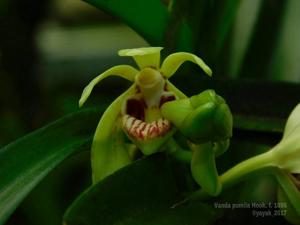 Vanda flavobrunnea