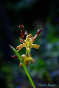 Dendrobium gouldii