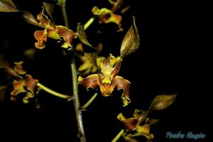 Dendrobium helix