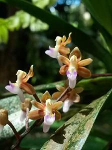 Sarcoglyphis potamophila