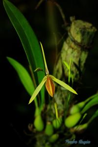 Bulbophyllum scaphioglossum