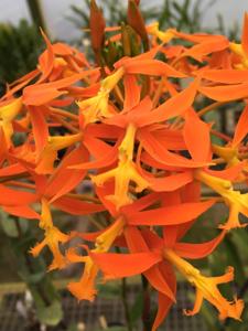 Epidendrum macrocarpum