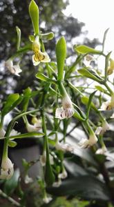 Epidendrum veroscriptum