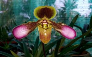 Paphiopedilum hirsutissimum