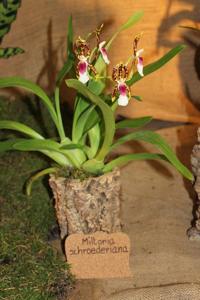 Oncidium schroederianum