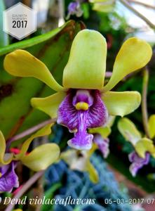 Dendrobium violaceoflavens