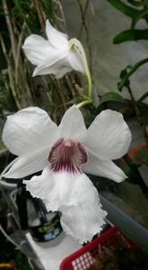 Dendrobium sanderae