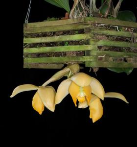 Stanhopea tricornis
