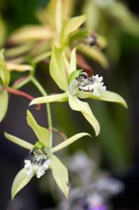 Coelogyne fimbriata