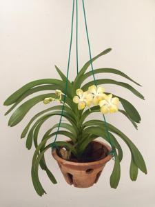 Vanda dearei