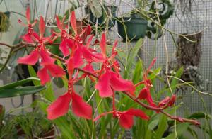 Renanthera imschootiana