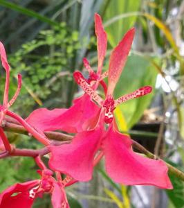 Renanthera imschootiana