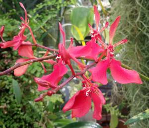 Renanthera imschootiana