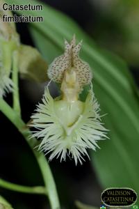 Catasetum fimbriatum