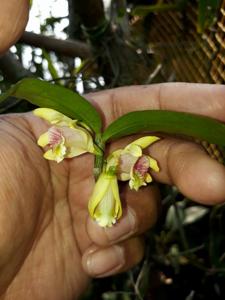 Dendrobium ruckeri