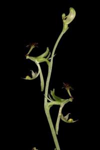 Arthrochilus irritabilis