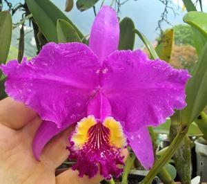 Cattleya lueddemanniana