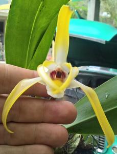 Maxillaria luteoalba