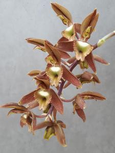 Catasetum juruenense