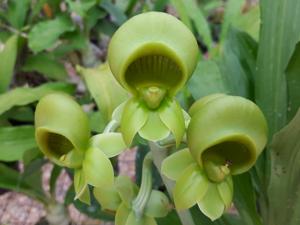 Catasetum spitzii