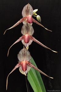 Paphiopedilum rothschildianum