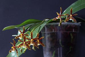 Phalaenopsis mannii