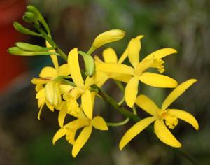 Cattleya crispata