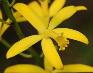 Cattleya crispata