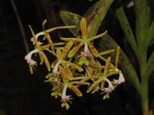 Epidendrum cristatum