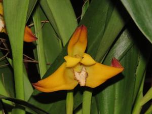 Maxillaria molitor