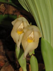 Anguloa eburnea