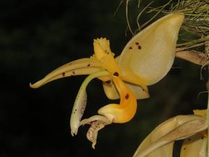 Stanhopea jenischiana