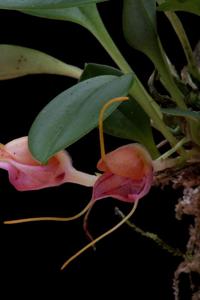 Masdevallia patriciana