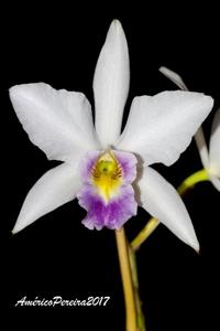 Laelia anceps