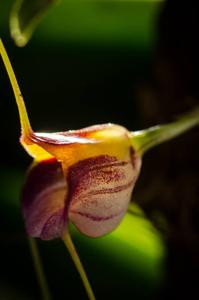 Masdevallia patriciana